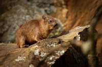 Daman skalni - Procavia capensis - Rock Hyrax o0433